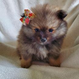 Olive - Blue sable female Pomeranian puppy in Bellevue, Iowa from Fluffy Wonders Poms and Doodles