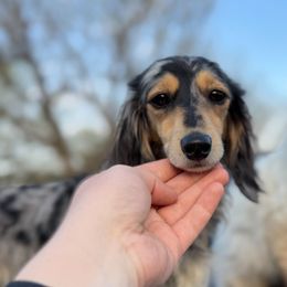 Sprinkles - Dachshund