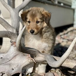 Salomon - Sable and white Old Time Scotch Collie puppy in Coram, Montana from Sandy Bottoms Farm