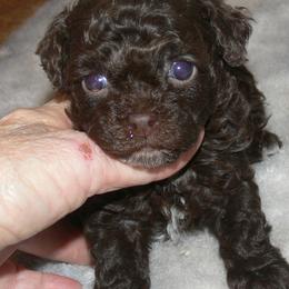 Poodle Puppies from Debra White