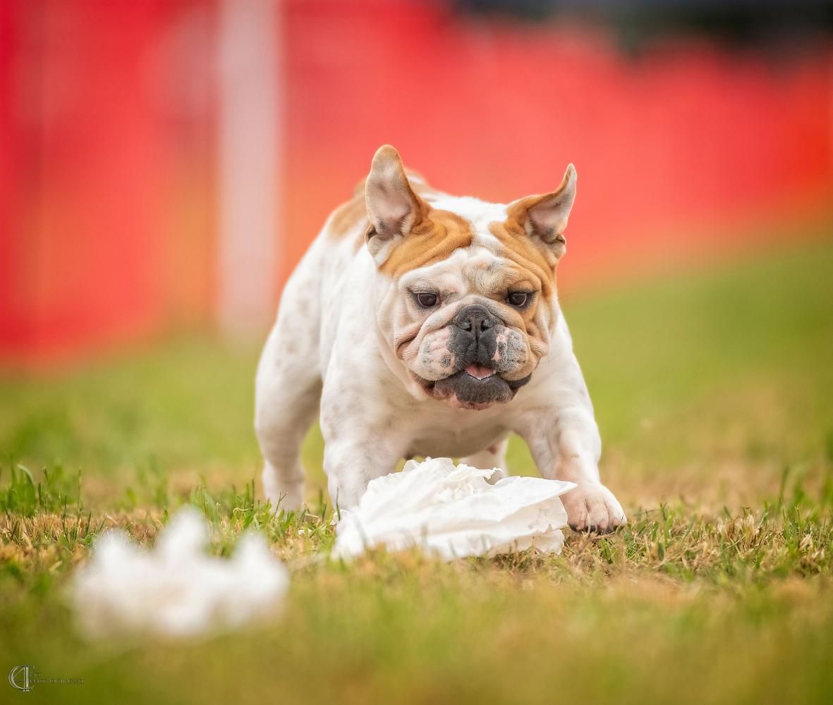 Bulldog em corrida com isca