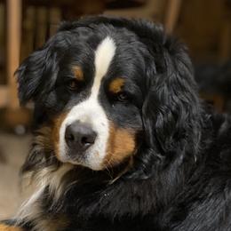 Bernese Mountain Dogs from Four-T's