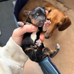 Girl 1 - Black and tan female Dachshund puppy in Nampa, Idaho from 208 Wiener Wiggle Butts LLC