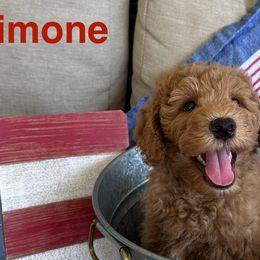 Goldendoodles from Summer Golden Doodles