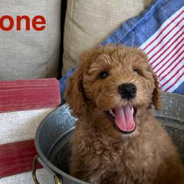 Goldendoodles from Summer Golden Doodles