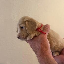 Gorgie - Cream female Dachshund puppy in Florida from Best Shepherds