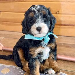Blueberry - Phantom male Goldendoodle puppy in Beecher, Illinois from Erica’s Doodles