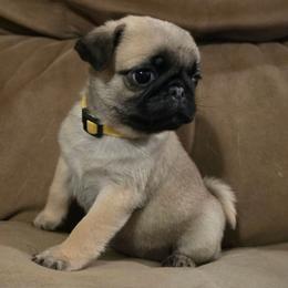 Keeley - Fawn female Pug puppy in Lugoff, South Carolina from Peak Bullies and Pugs SC