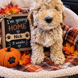 Nick - Apricot male Goldendoodle puppy in North Branch, Michigan from Graceful Miniature Goldendoodles
