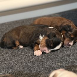 Roomy - Black phantom female Aussiedoodle puppy in Fredonia, Pennsylvania from Drew’s Aussies & Doodles