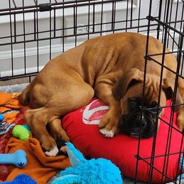 Boxer Puppies from SmashBox Kennel