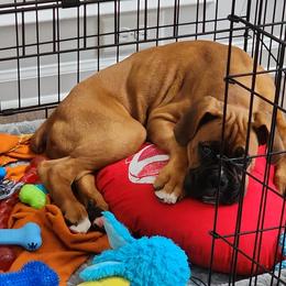 Boxer Puppies from SmashBox Kennel