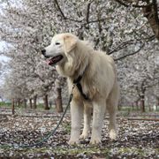 Aspen - Maremma Sheepdog puppy in Kings County, California from Prancing Pony Farm Maremma Sheepdogs