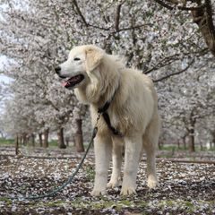Aspen - Maremma Sheepdog puppy in Kings County, California from Prancing Pony Farm Maremma Sheepdogs