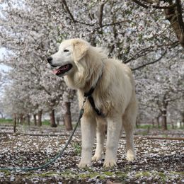 Aspen - Maremma Sheepdog puppy in Kings County, California from Prancing Pony Farm Maremma Sheepdogs