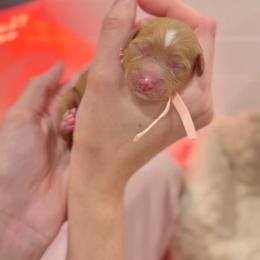 Pink - Red female Cavapoo puppy in Arlington, Texas from Van Haselen Poodles and Doodles
