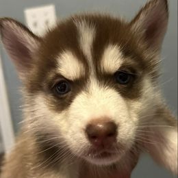 Siberian Huskies from Childree's Huskies