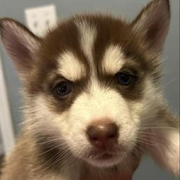 Siberian Huskies from Childree's Huskies