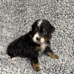 Bean - Black tri male Miniature Australian Shepherd puppy in Michie, Tennessee from Acton Aussies