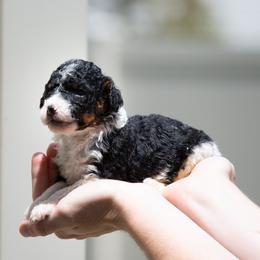 Mario - Black tri-color male Aussiedoodle puppy in Jacksonville, Florida from Lolo’s Aussiedoodle