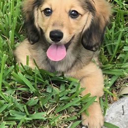 Dachshund Puppies from Cuddlehound Kennels