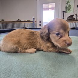 Cream dapple - Dapple male Dachshund puppy in Cedar City, Utah from Country Doxies