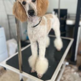Chanel - Parti female Poodle puppy in Calimesa, California from Teakwood Poodles of SoCal