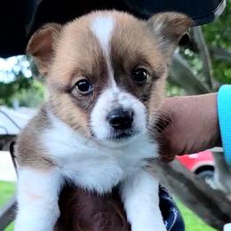 Girl 3 - Teter - Pembroke Welsh Corgi puppy in San Antonio, Texas from Bishop Paws & More.