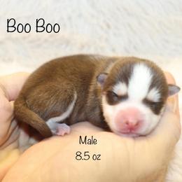 Boo Boo - Chocolate male Pomsky puppy in Denham Springs, Louisiana from Bayouland Pomskies
