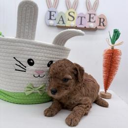 Red Nova - Red  female Goldendoodle puppy in Cincinnati, Ohio from KSchott Kennels