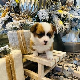 Barron - Red male Pembroke Welsh Corgi puppy in Cashion, Oklahoma from Shabby Chic Corgis