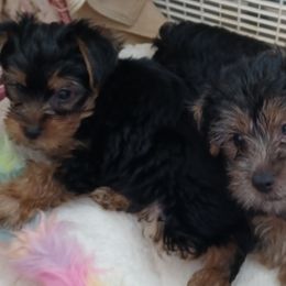 Maltipoos, Morkies, and Yorkipoos from Morkies and Yorkie-poos of Louisiana