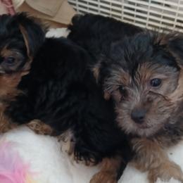 Maltipoos, Morkies, and Yorkipoos from Morkies and Yorkie-poos of Louisiana