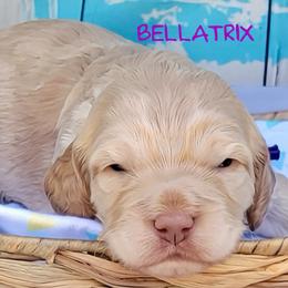 Bellatrix - Cream female Cockapoo puppy in Reidsville, North Carolina from Something to Bark About Dog Training