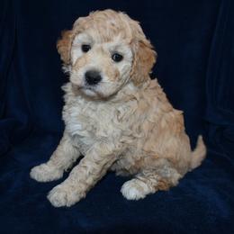 English Willow - Cream female Goldendoodle puppy in Jasper, Indiana from Hilltop Pups LLC