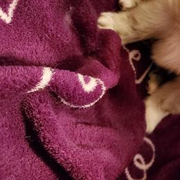 Pomeranian Puppies from Pampered Pomeranians