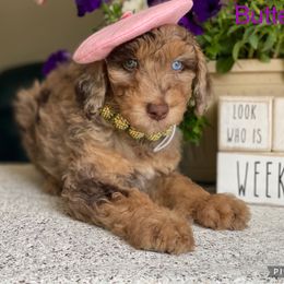 Aussiedoodle and Bernedoodle Puppies from Rowe Farms Aussiedoodles