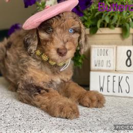Aussiedoodle and Bernedoodle Puppies from Rowe Farms Aussiedoodles