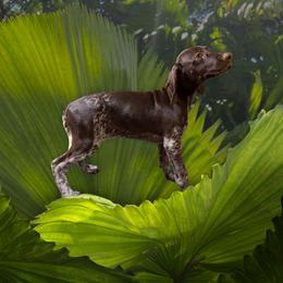 Honey - Liver roan female German Shorthaired Pointer puppy in Marble, North Carolina from Dancin' German Shorthaired Pointer's