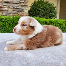 Bing - Red merle male Australian Shepherd puppy in Olympia, Washington from Echelon Australian Shepherds
