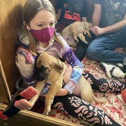 Great Dane Puppies from Paxton Great Danes