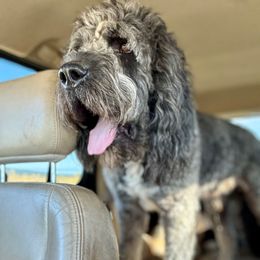 Mouse - Saint Berdoodle