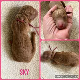 Sky - Red  female Poodle puppy in Mount Vernon, Illinois from AMC Poodles