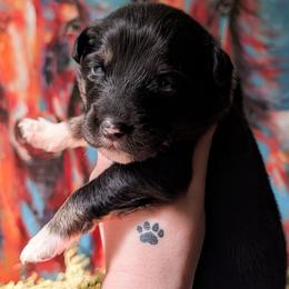 Sleepy - Black tri-color male Australian Shepherd puppy in Georgetown, Texas from River Reign Australian Shepherds