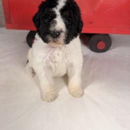 Dancer - Parti female Poodle puppy in Luana, Iowa from Country View Bernedoodles and Goldendoodles