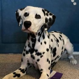Lyric - Dalmatian