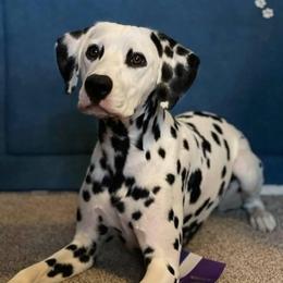 Lyric - Dalmatian