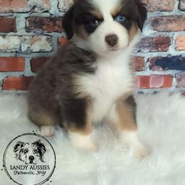 Allspice - Black tri-color Australian Shepherd puppy in Fultonville, New York from Sandy Aussies & Pomeranians