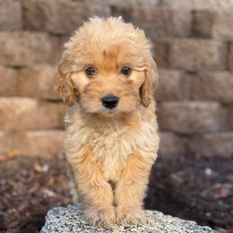 Lilac - Cream female Goldendoodle puppy in San Diego, California from Serrano Pups