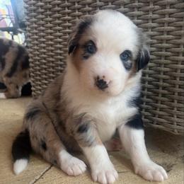 Jasper - Blue merle male Australian Shepherd puppy in Cypress, Texas from Cypress Aussies